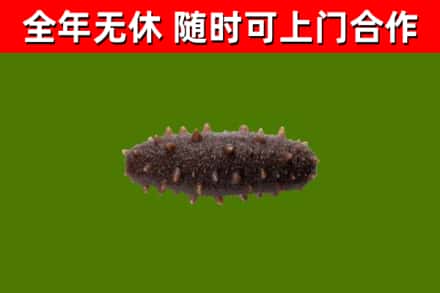 织金回收海参干